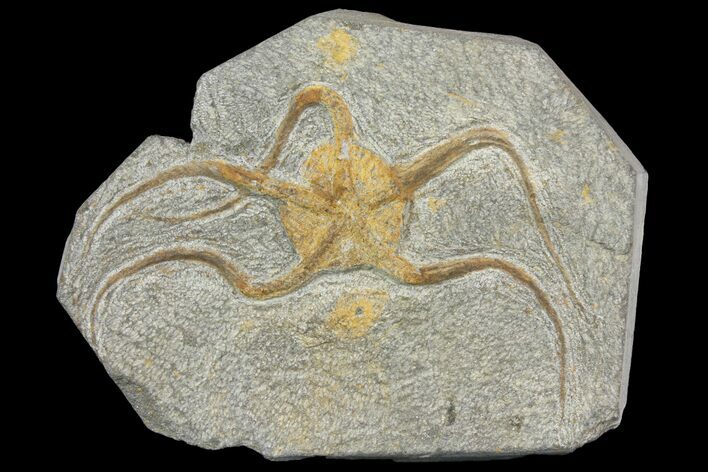 Ordovician Brittle Star (Ophiura) - Morocco #140789